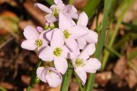 Cardamine pratensis