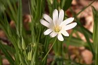 Rabelera holostea
