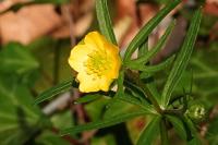 Ranunculus auricomus