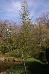 Pyrus communis subsp. pyraster