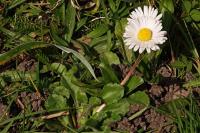 Bellis perennis
