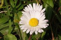 Bellis perennis