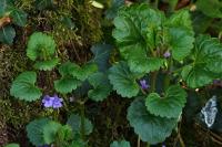 Glechoma hederacea