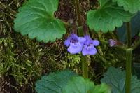 Glechoma hederacea