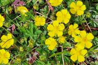 Potentilla verna