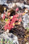 Saxifraga tridactylites