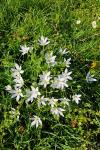 Ornithogalum