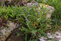 Myosotis ramosissima
