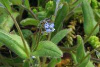 Myosotis ramosissima