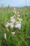 Anacamptis morio