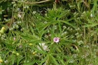 Geranium dissectum