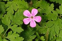 Geranium robertianum