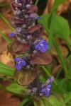 Ajuga reptans