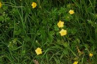Ranunculus acris