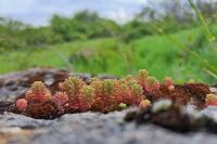 Sedum sexangulare