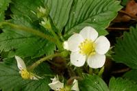 Fragaria vesca