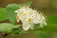 Crataegus monogyna