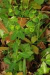 Euphorbia dulcis