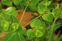 Euphorbia dulcis