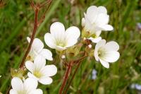 Saxifraga granulata