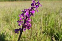 Anacamptis morio