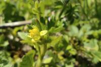 Ranunculus parviflorus