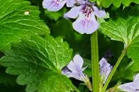Glechoma hederacea