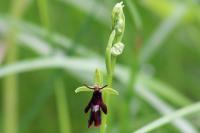 Ophrys insectifera