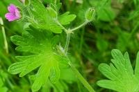 Geranium molle