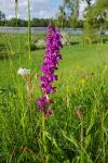 Orchis mascula