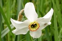 Narcissus poeticus