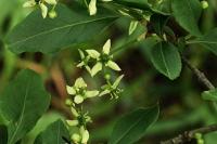Euonymus europaeus