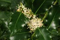 Ilex aquifolium