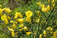 Cytisus scoparius