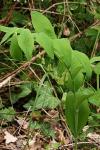 Polygonatum multiflorum