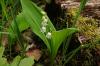 Convallaria majalis