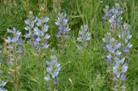 Lupinus angustifolius