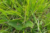 Neottia ovata