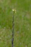 Turritis glabra