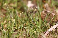 Littorella uniflora