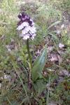 Orchis purpurea