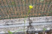 Tragopogon dubius