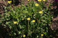 Pilosella officinarum