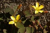 Oxalis corniculata
