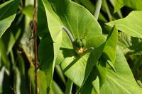 Euphorbia lathyris