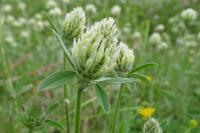 Trifolium ochroleucon