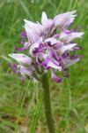Orchis simia