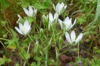Ornithogalum umbellatum