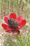 Adonis annua