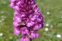 Anacamptis pyramidalis